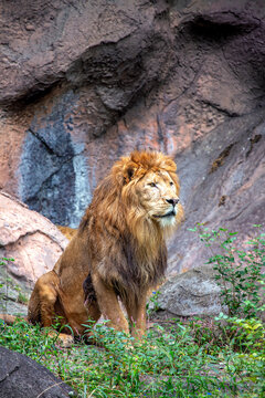 African Lion (Panthera leo) In The Wild