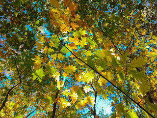 horizontal wallpaper with autumn leaves on the tree
