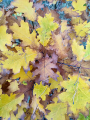 vertical wallpaper with colorful leaves close-up