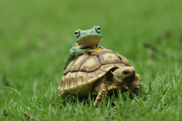 turtle, sulcata, frog, flying frog, a sulcata turtle and a frog flying over its body
