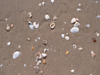 Muszelki © Pawel Kaczmarski