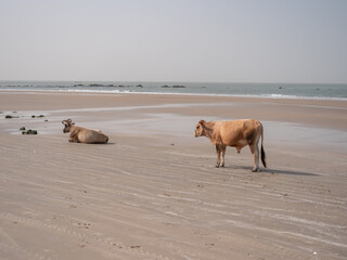 Krowy na plaży © Pawel Kaczmarski