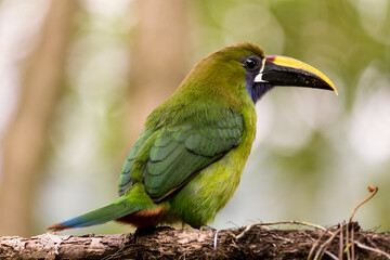 Tucan colorido posado sobre una rama
