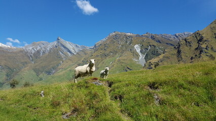 New zealand two sheeps in green gras in front of mountains
