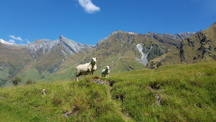 Fototapeta na wymiar New zealand two sheeps in green gras in front of mountains