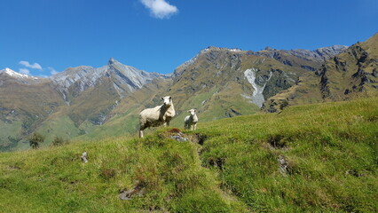 New zealand two sheeps in green gras in front of mountains