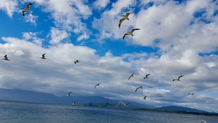 New zealand birds flying sky blue clouds
