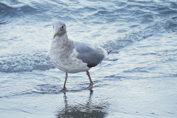 Seagull on a beach near the Lions Gate Bridge at Stanley Park in Vancouver, British Columbia, Canada