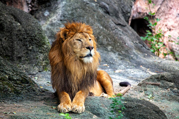 African Lion (Panthera leo) In The Wild