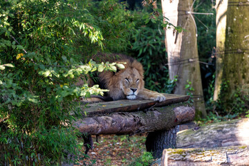 African Lion (Panthera leo) In The Wild