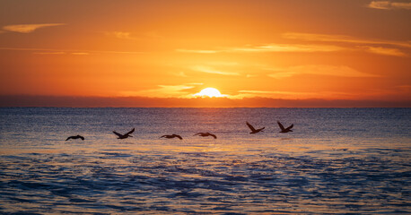 Birds flying over the ocean at sunrise