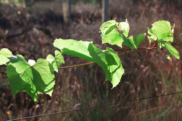 Lush and vibrant garden scene where green vine leaves gracefully climb along rope supports