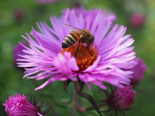 odwłok pszczoły siedzącej na kwatku
