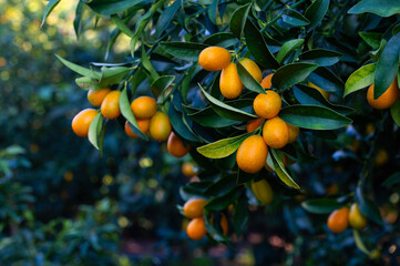Mini kumquat plant and its fruits. In Turkish it is called Kumquat or Kamkat or Kumquat. Indoor plants. - obrazy, fototapety, plakaty