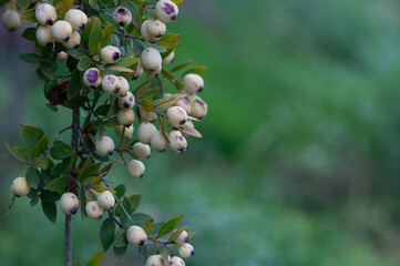 Organic myrtle berries on the branch.