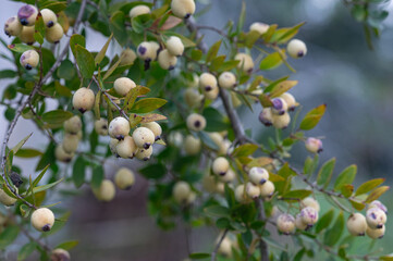 Organic myrtle berries on the branch.