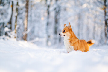 Lovely welsh corgi pembroke dog portrait in a snowy forest