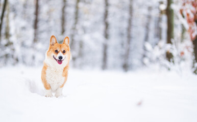 Naklejka na ściany i meble Lovely welsh corgi pembroke dog portrait in a snowy forest
