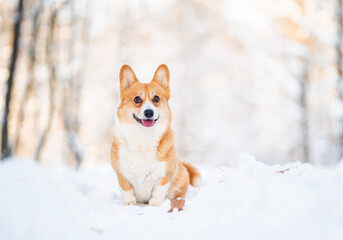 welsh corgi Pembroke dog paws on the snow care