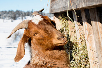 Fototapeta premium Goat on the farm