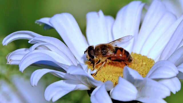 Honey bee harvesting pollen from the flower of giant daisy (Leucanthemum Maximum). Apis mellifera. Macro shot.