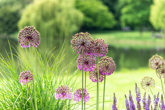 Selective focus blooming purple ornamental Allium Giganteum onion flower plants close-up in soft green background.