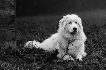 Guardian of Serenity