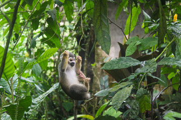 titi monkey in the amazonas rainforest