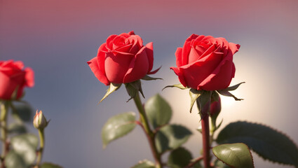 Obraz premium Delicate Red Rose in Full Bloom
