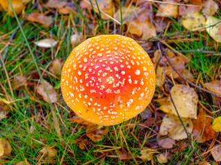 Nahaufnahme eines Fliegenpilzes mit herbstlichem Laub
