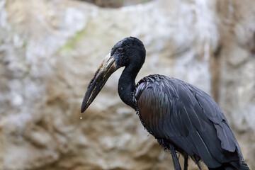 Close-up view of an African openbill stork foraging for food.