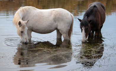 White mare and sorrel stallion wild horses grazing on eel grass in the Salt River near Mesa Arizona...