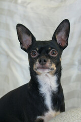 A black Chihuahua a Mexican breed of toy dog. It is named for the Mexican state of Chihuahua and is among the smallest of all dog breeds.