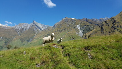 Fototapeta na wymiar New zealand two sheeps in front of the mountains cute
