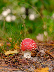  Fliegenpilz im Wald auf Waldboden