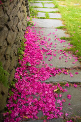 Fallen red Rhododendron flower petals found near a stone wall