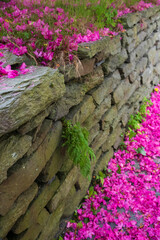Fallen red Rhododendron flower petals found near a stone wall