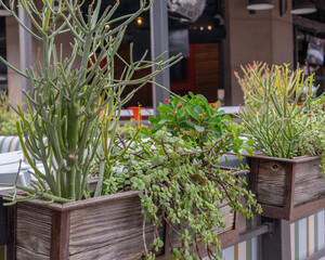 Succulents in planters on restaurant outdoor dining patio railing with copy space