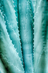 Agave Cactus Leaf Pattern