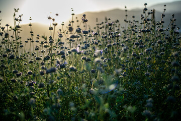 Close up shot of lavender flowers with sun behind