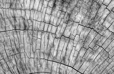Wooden Cart Wheel With Cracks In Monochrome