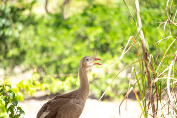 Cariamidae. Cariama cristata, A seriema is a cariamiform bird from the family Cariamidae.