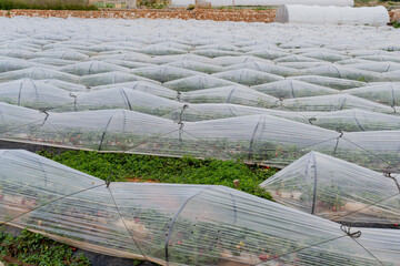 Malta. Growing strawberries in a greenhouse.