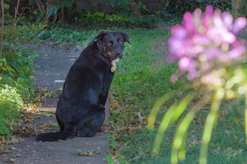 black dog with winsome look