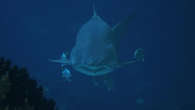 Close up video portrait of sandtiger shark. Shark swimming in dark blue waters of huge aquarium