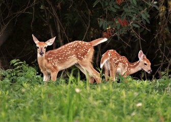 Two white tail fawns in a field with dark forest background.
