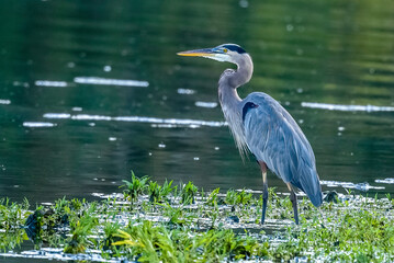 Great blue heron by water 