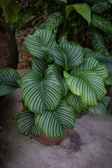 Abstract texture of twisted leaves of philodendron plant in a pot