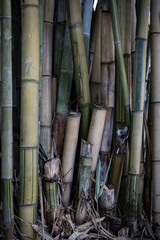 Bamboo stems creative background
