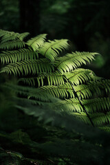 fern in the forest